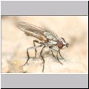 Miltogramminae sp - Fleischfliege 07a 6mm.jpg